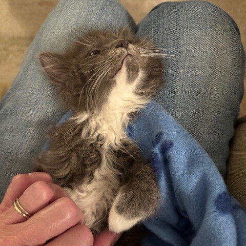O'Malley