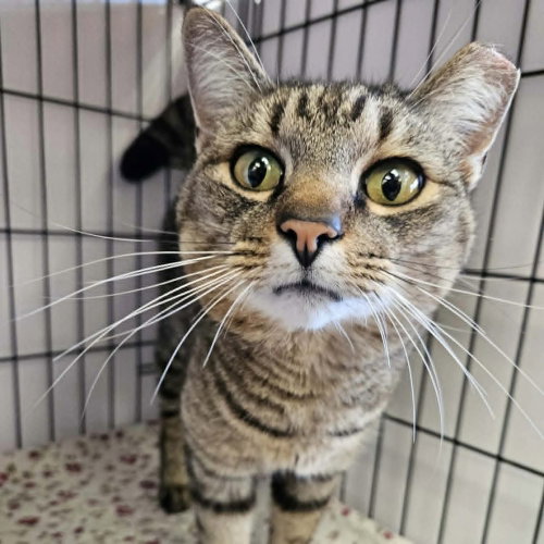 Army Ranger, an adoptable Domestic Short Hair in Candler, NC