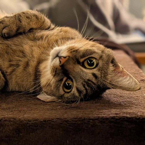 Army Ranger, an adoptable Domestic Short Hair in Candler, NC