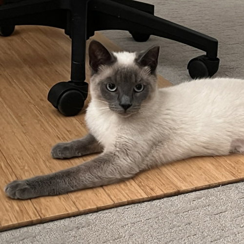 Whopper Jr., an adoptable Siamese in Candler, NC