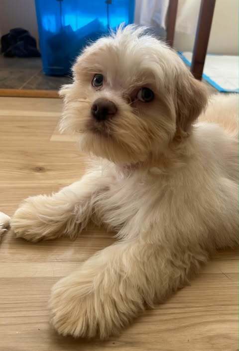 Eldon, an adoptable Terrier in Candler, NC