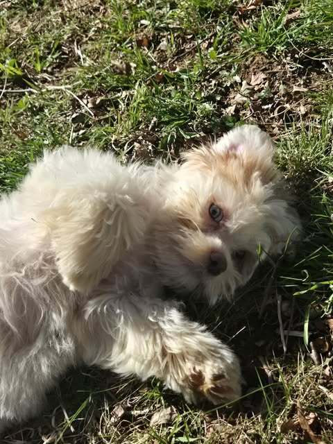 ELDON - Terrier available for adoption