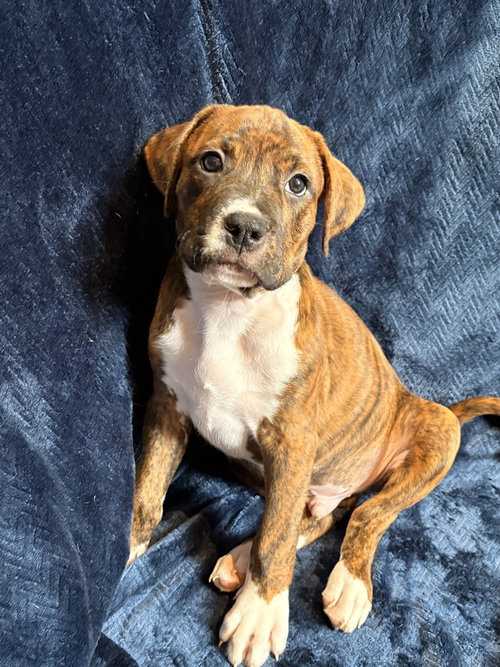 Tonka Bean, an adoptable Terrier in Candler, NC