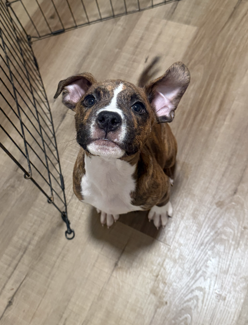 Gabriel, an adoptable Terrier in Candler, NC