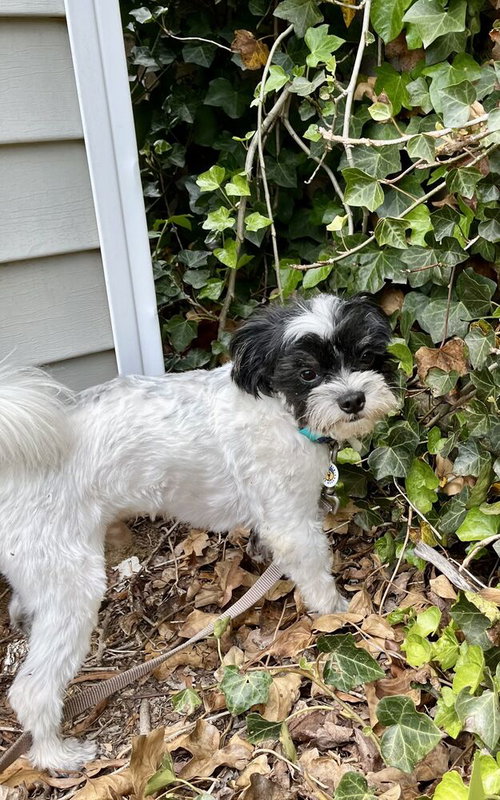 BANDIT - Maltese available for adoption