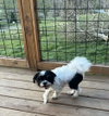 Bandit - Photo 2