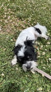 Bandit - Photo 3