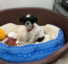 Bandit - Photo 3