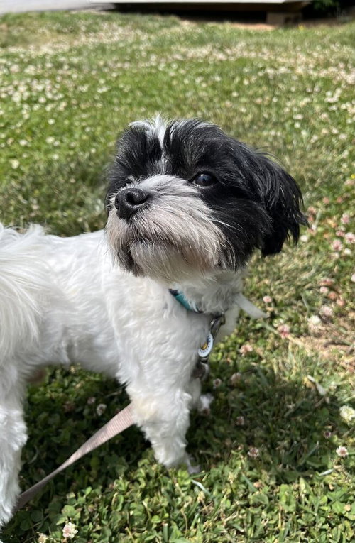 BANDIT - Maltese available for adoption