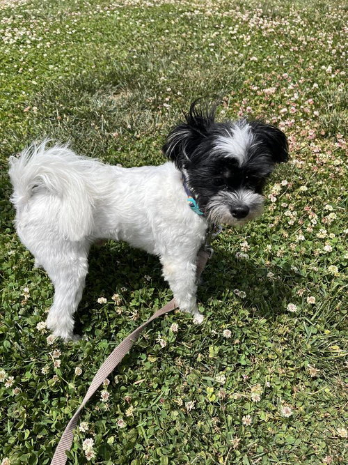 BANDIT - Maltese available for adoption