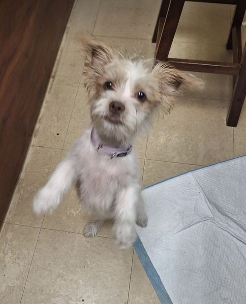 Blanche, an adoptable Terrier in Candler, NC