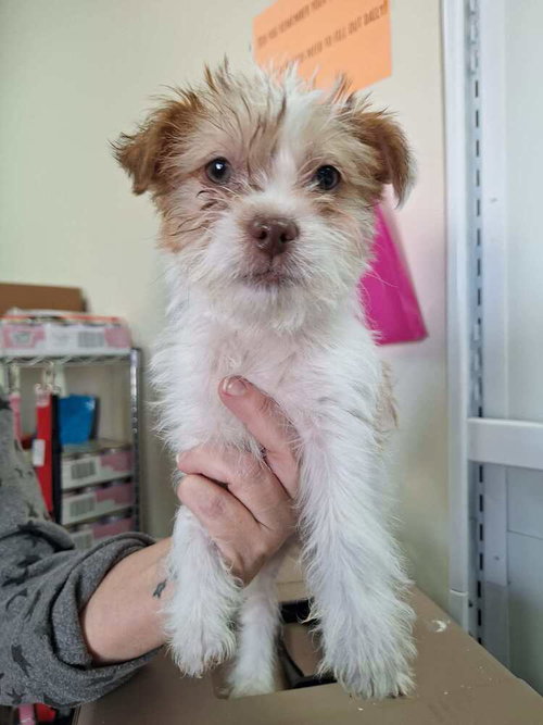 BLANCHE - Terrier available for adoption