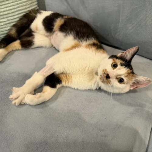 FLOWER POWER - Domestic Short Hair available for adoption