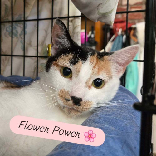 Flower Power, Young Domestic Short Hair, cat for adoption in Asheville, North Carolina