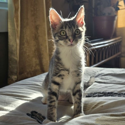 Zana, an adoptable Domestic Short Hair in Candler, NC