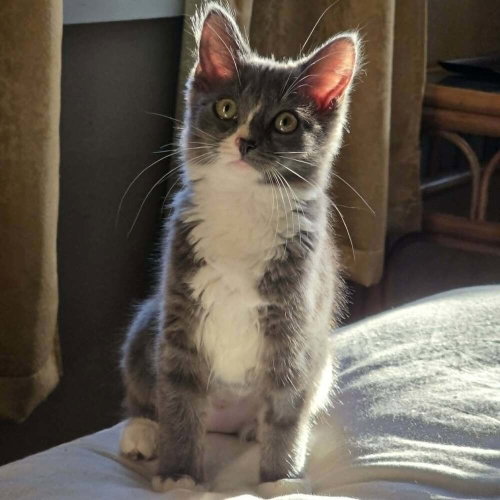 Zofia, an adoptable Domestic Medium Hair in Candler, NC