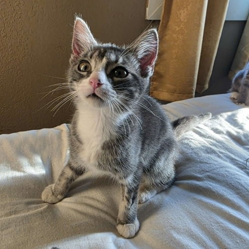 Zio, an adoptable Domestic Short Hair in Candler, NC