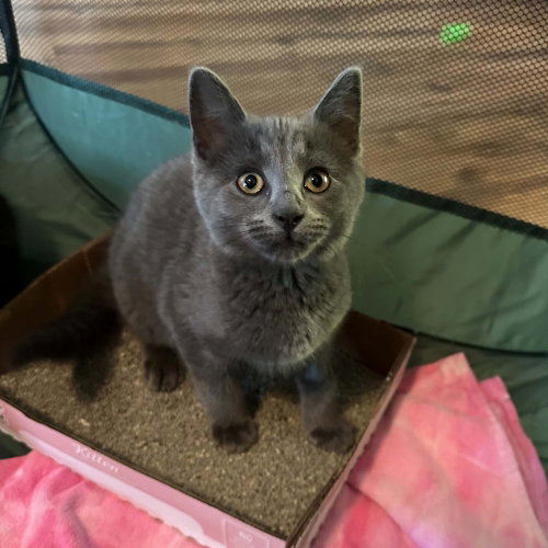 CRUNCH WRAP SUPREME - Domestic Short Hair available for adoption