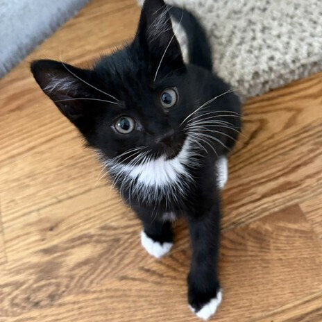Pawtucket, an adoptable Domestic Short Hair in Candler, NC