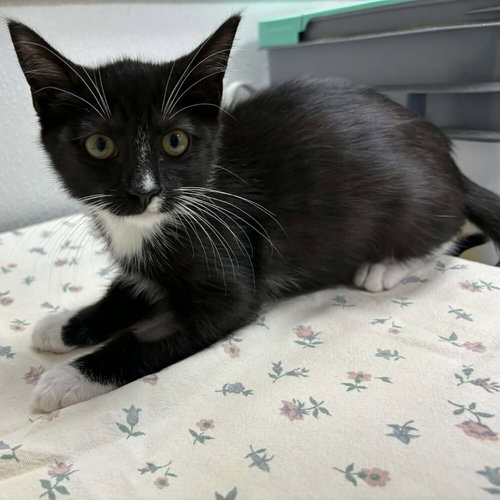 Drop, an adoptable Domestic Short Hair in Candler, NC