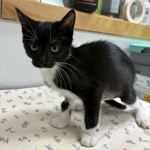 Hail, an adoptable Domestic Short Hair in Candler, NC