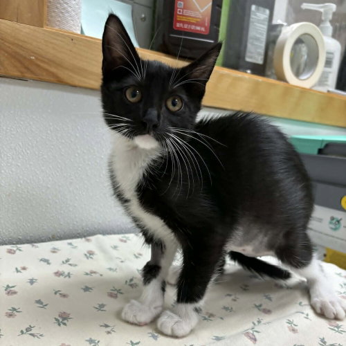 HAIL - Domestic Short Hair available for adoption
