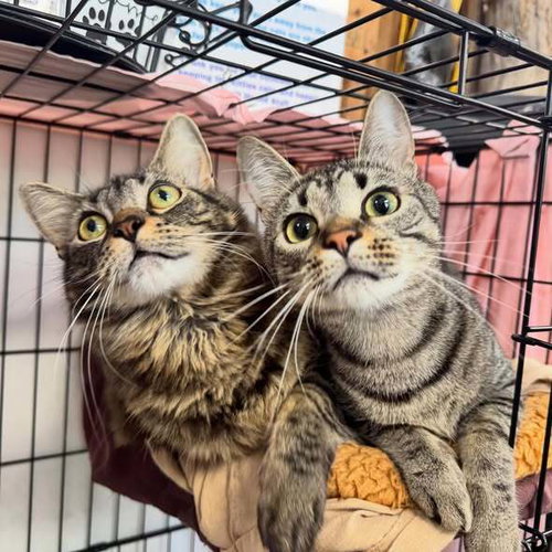 Muni, an adoptable Domestic Medium Hair in Candler, NC