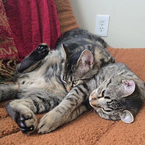Misters, an adoptable Domestic Short Hair in Candler, NC