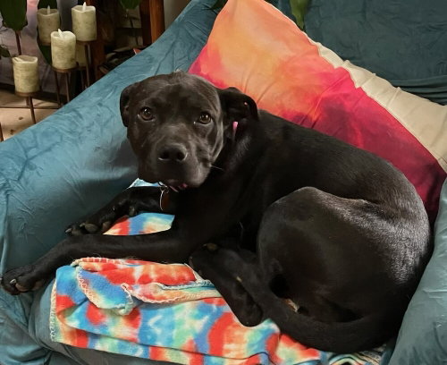 zz Snooki, an adoptable Terrier in Candler, NC