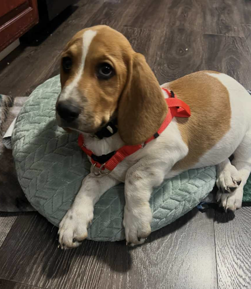 Mylo, an adoptable Basset Hound in Candler, NC