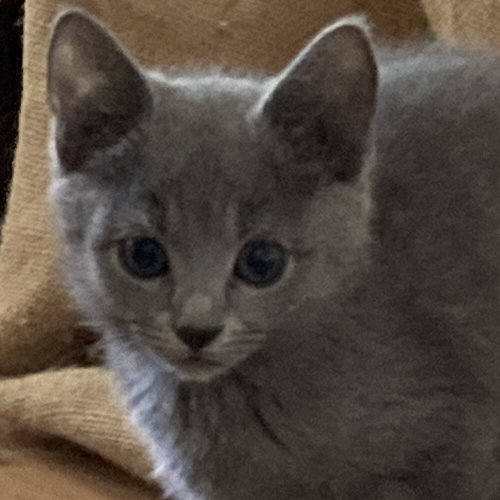 Blizzard, an adoptable Domestic Short Hair in Candler, NC