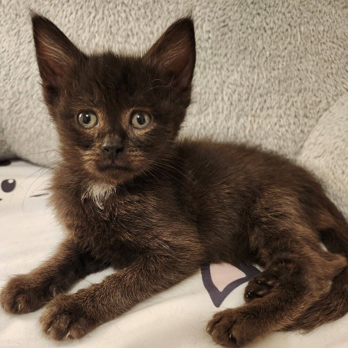 Radish, an adoptable Domestic Short Hair in Candler, NC
