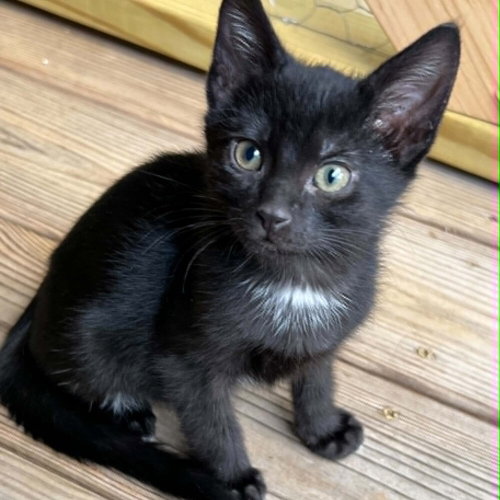 Udon, an adoptable Domestic Short Hair in Candler, NC