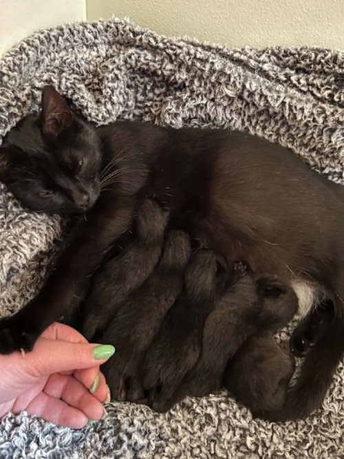 MAKI - Domestic Short Hair available for adoption