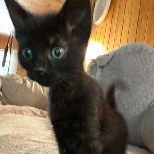 Gyoza, an adoptable Domestic Short Hair in Candler, NC