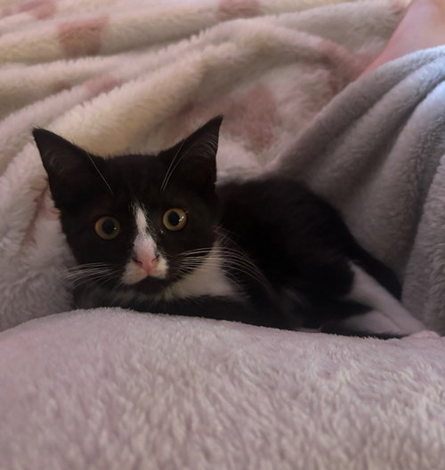 DINAH - Domestic Short Hair available for adoption