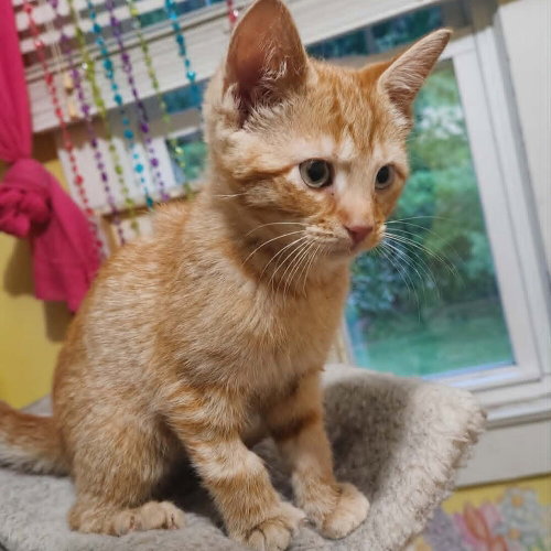 Cabo, an adoptable Domestic Short Hair in Candler, NC