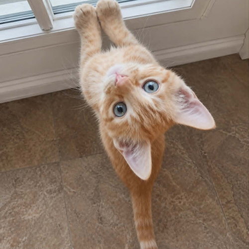 Cancun, an adoptable Domestic Short Hair in Candler, NC