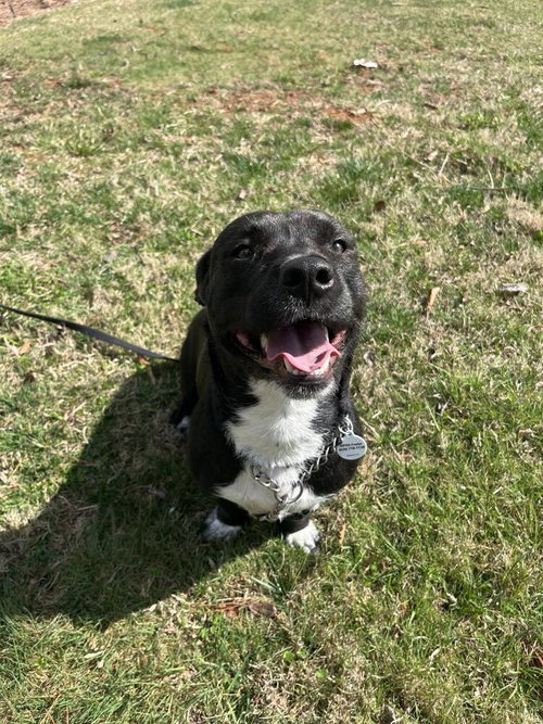 SOSA - Terrier for adoption in Asheville