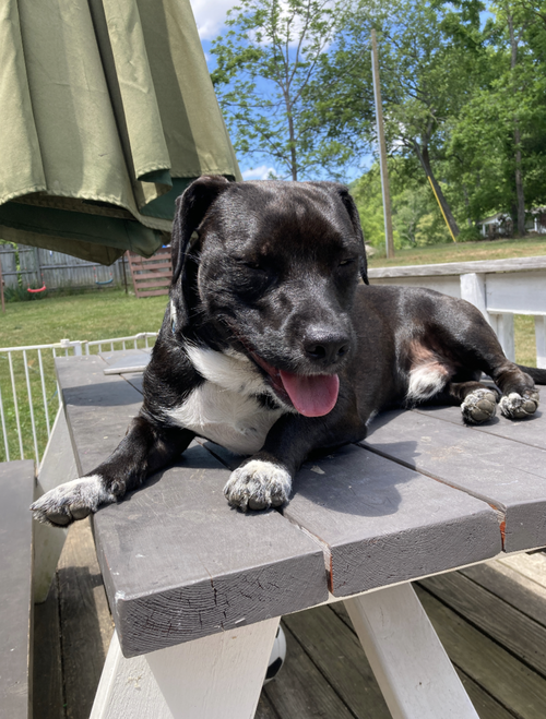 SOSA - Terrier available for adoption