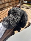 Toby - Photo 1