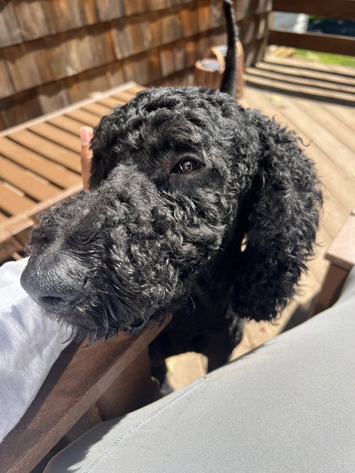 Toby, an adoptable Poodle in Candler, NC