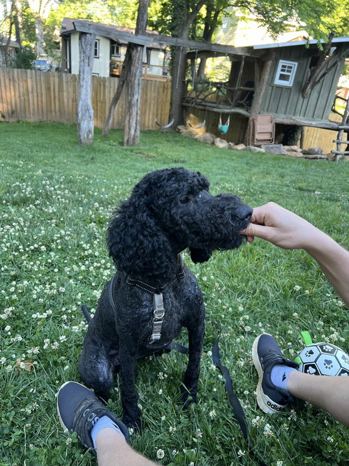 TOBY - Poodle (unknown type) available for adoption