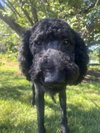 Toby - Photo 4
