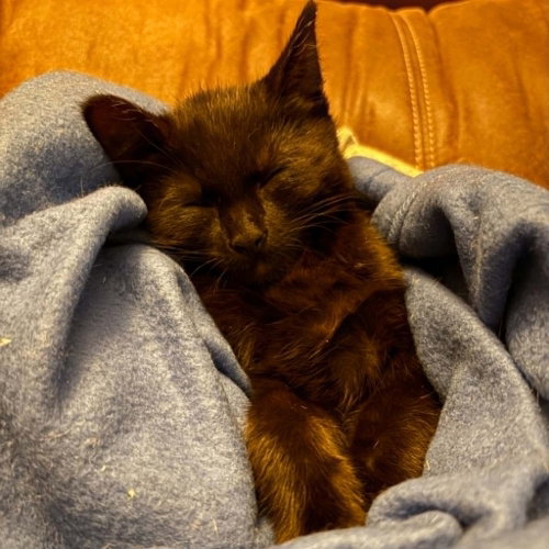 NACHOS BELL GRANDE - Domestic Short Hair available for adoption