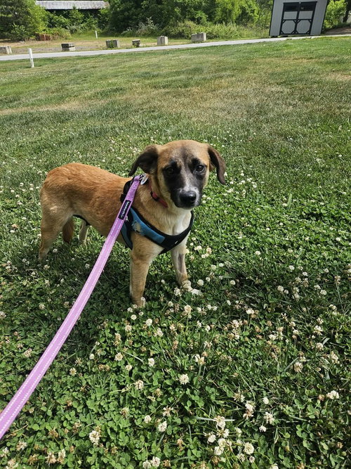Tiny Tina, an adoptable Terrier in Candler, NC