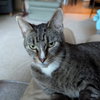 Finnea - Photo 1