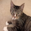 Finnea - Photo 2