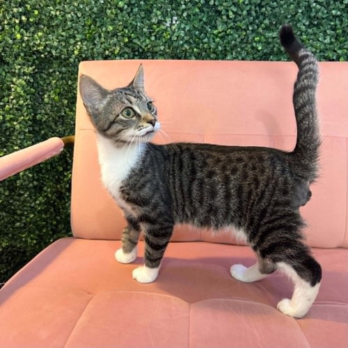 Fulton, an adoptable Domestic Short Hair in Candler, NC