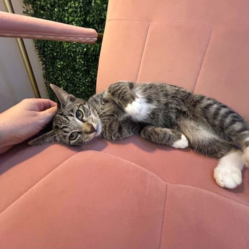 Fallon, an adoptable Domestic Short Hair in Candler, NC